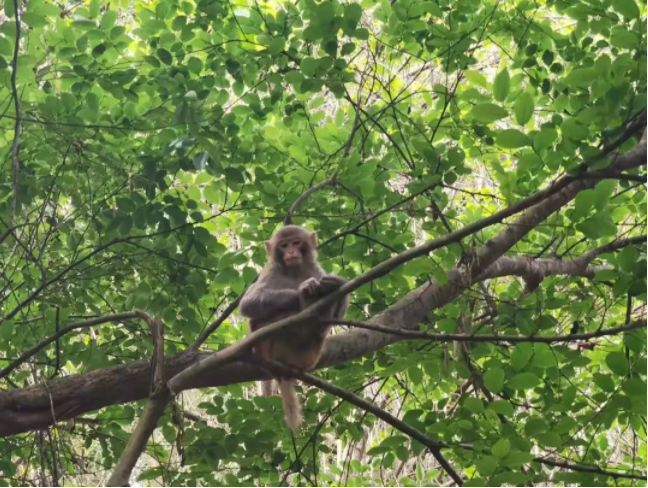 塘朗山景色.png 塘朗山景色.png