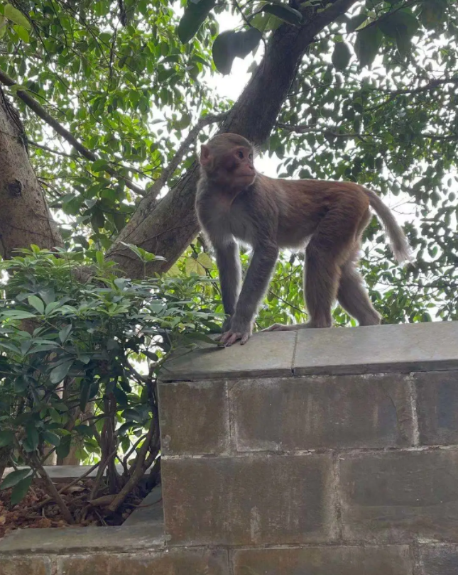 塘朗山景色.png 塘朗山景色.png