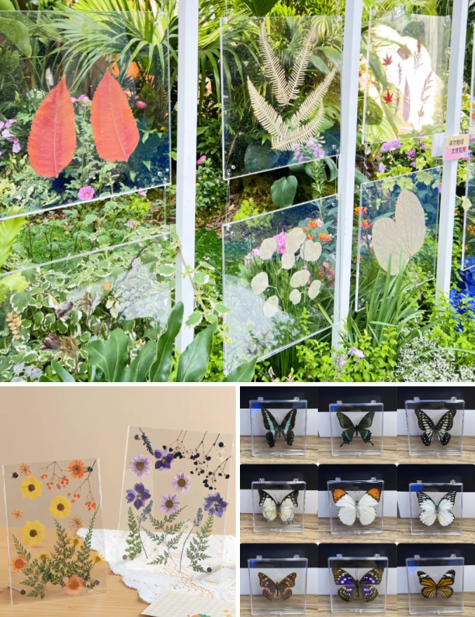 亚克力动植物标本 亚克力动植物标本